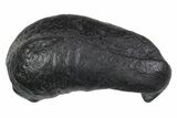 Large Fossil Whale Ear Bone - South Carolina #352638-1